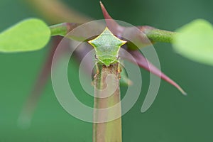 Green buffalo treehopper