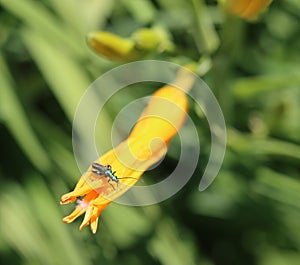 Green bug beetle on a bloom yellow orange lily flower macro