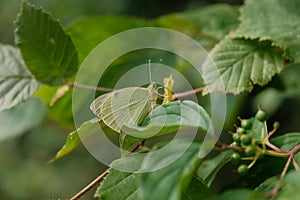 Green Bug Camouflaging on Plant Leaves