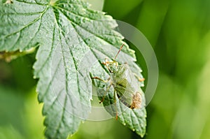 Green bug crawling on a currant leaf