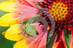 Green bug crawling on a yellow-red flower