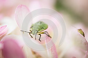 Poco verde cimici sul fiori 