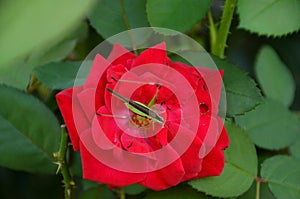 The green bug insect on the red rose in the garden