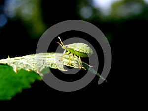 Green bug and leaf