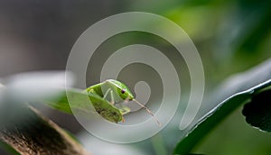 Green bug at leaf, Close up shot