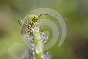 Green bug macro photography