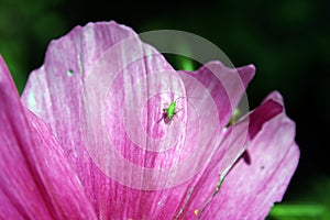 Green bug on pink flower