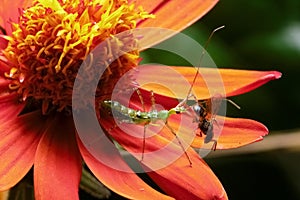 Green bug predating a bee on a red flower photo