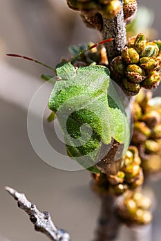 Green bug sits on a branch of a tree. Macro. Shield is green woody.