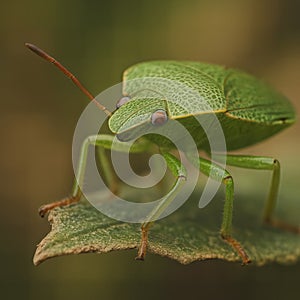 Green shield bug resting on a leaf close up AI generated