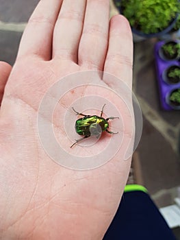 Green Bug sitting on a Hand