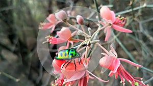 A green bug sitting on a kair plants flower