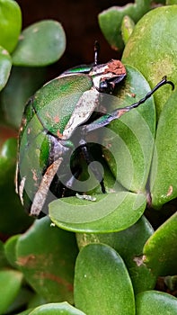 Green bug sitting on plant
