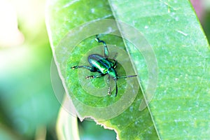 green bug on tree leave