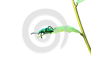 green bug on tree leave in white back ground