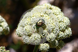 Photo of nature - green bug on white flower at summer time. Pollination concept