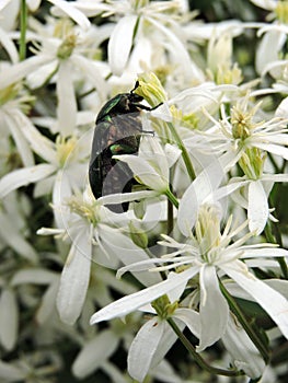 Green bug on white flowers
