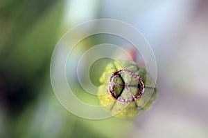 Green bulb seed with blurred background, circle and three point star, of the Butterfly African iris Dietes vegeta