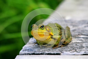 Green bullfrog also called green frog with blured