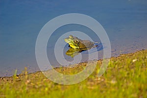 A green Bullfrog