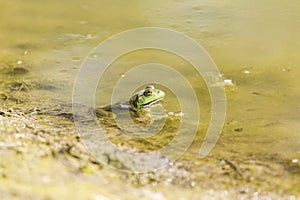 Green bullfrog with golden eyes sits in a pond of scummy water with rings around it