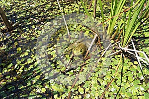 Green Bullfrog in a Marsh