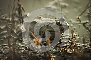 Green Bullfrog perched in a small pond