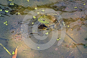 Green bullfrog in pond