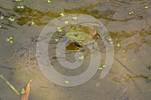 Green bullfrog in pond