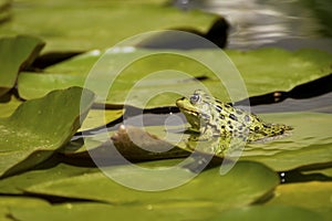 Green bullfrog in a pond