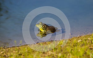 A green Bullfrog reflected in a pond