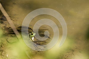 Green bullfrog in a slimy pond behind leaves