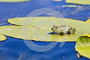 Green bullfrog and water lily leaves