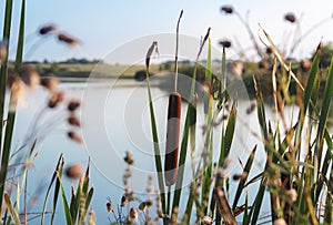 Green Bulrush Reed the lake on the background