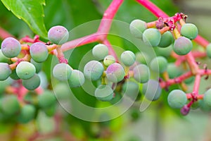 Green bunch or cluster of grapes