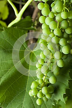 Green bunch of grapes on the vine