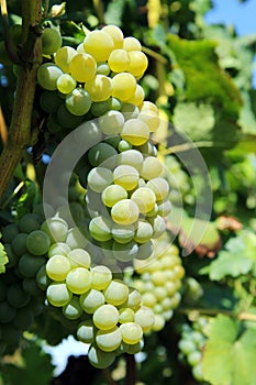 Green bunch of grapes on vineyard