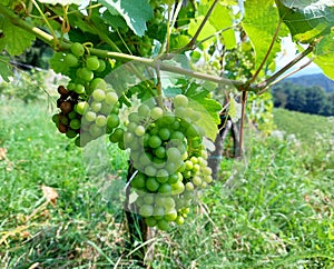 green bunches of grapes - vineyard