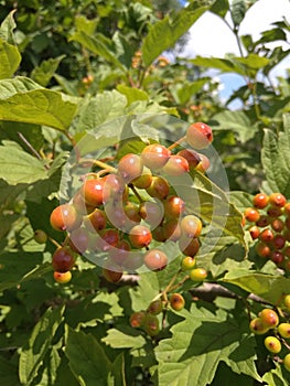 green bunches of viburnum that have barely turned red