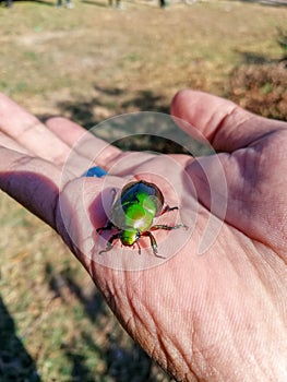 Green Buprestidae jewel beetle , Metallic wood-boring beetle, Sternocera aequisignata