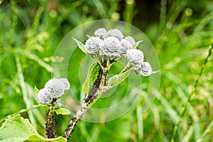 Green burdock Arctium Lappa, thorny burr, Happy Major wild plant with ants and aphid bugs colony on the stem in the garden