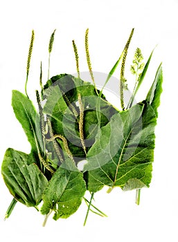 Green burdock leaves