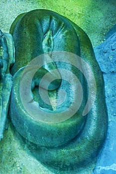 Green burmese python