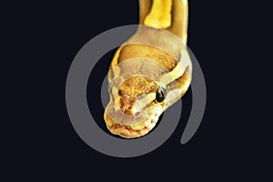 Green burmese python