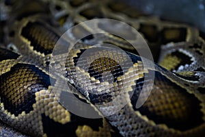 Green Burmese Python Skin