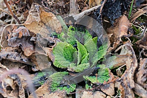 Green burned Verbascum mullein Flower