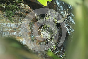 Green burrowing frog