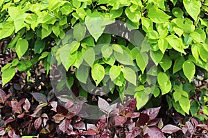 Green bush