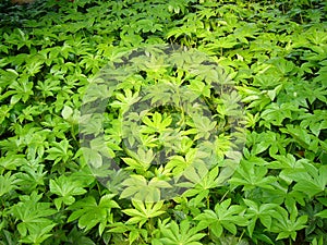 Green bush photo