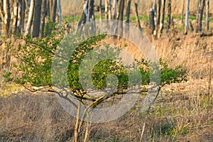 Green bush against the background of withered vegetation